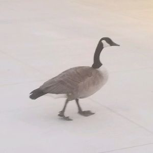 Meet your Posher, Naya